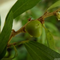Rinorea decora (Trimen) Melch.